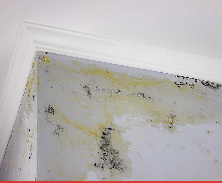 Close-up of a ceiling corner with mold and water stains in a Charlotte home. The mold appears as black and yellowish patches on the white surface near the crown molding—a case for Divine Restoration Group property restoration experts.
