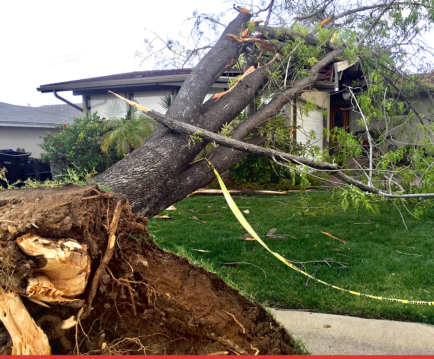 A large tree has fallen onto the front yard and roof of a Charlotte house, with its roots exposed and police caution tape marking storm damage—prompting a swift response from Divine Restoration Group, experts in property restoration.