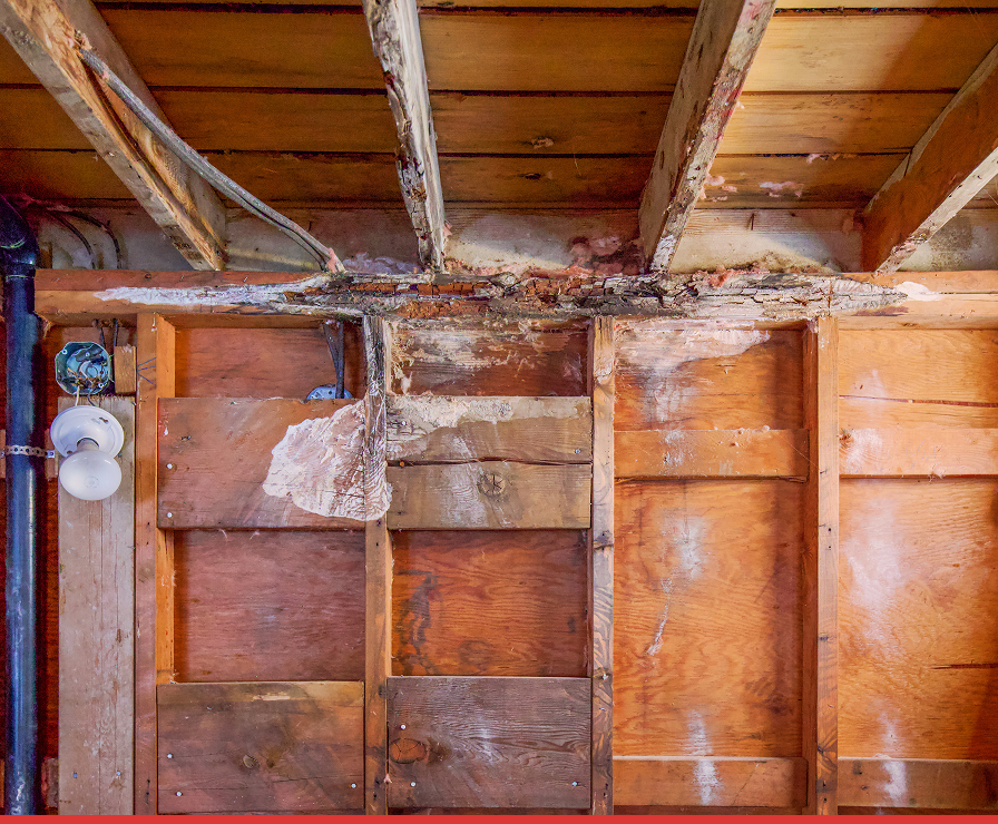 Exposed wooden ceiling beams and wall studs show significant water damage and mold. The light bulb fixture on the left side reveals visible wiring and rot above—ideal for Divine Restoration Group’s expert property restoration services in Charlotte.
